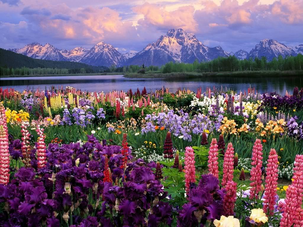 Mountain Flowers